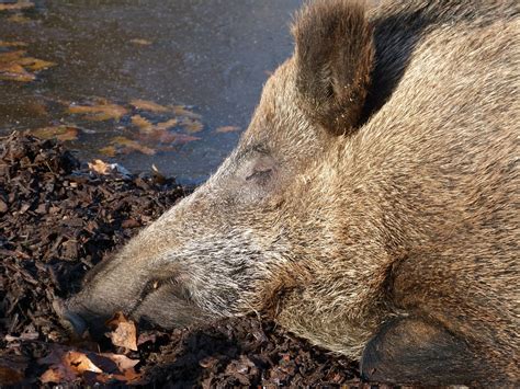 Wildschwein Keiler Säugetier Kostenloses Foto auf Pixabay