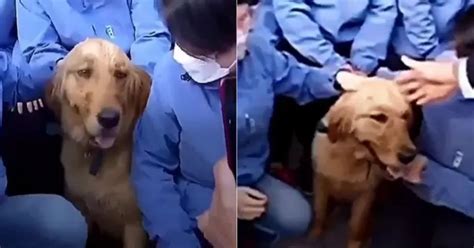 Golden Retriever Scappa Per Ringraziare I Medici Che Lo Hanno Accolto