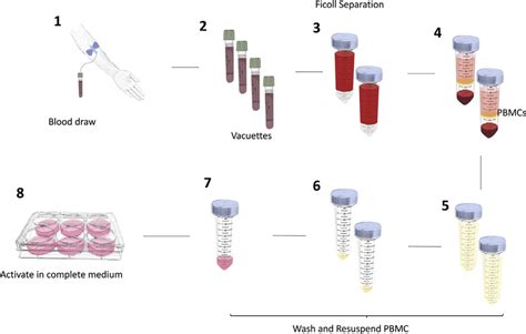 Workflow For Isolation And Activation Of Peripheral Blood Mononuclear