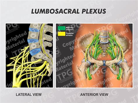 Lumbosacral Plexus Lateral Anterior Order