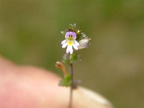 Genus: Euphrasia (eyebright): Go Botany