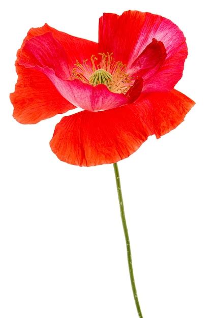 Flor De Amapola Roja Lat Papaver Aislado Sobre Fondo Blanco Foto Premium