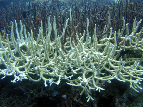 The Effect of Coral Bleaching Events in the Great Barrier Reef - Eos