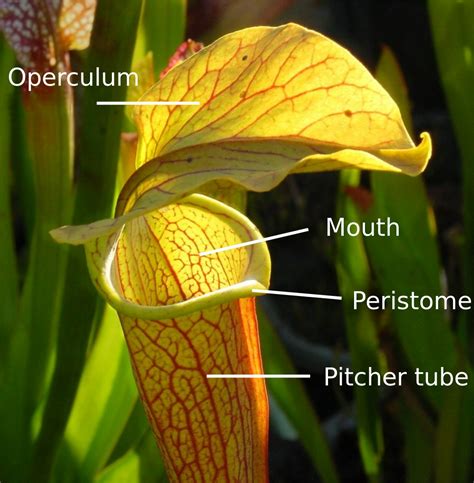 pitcher plant