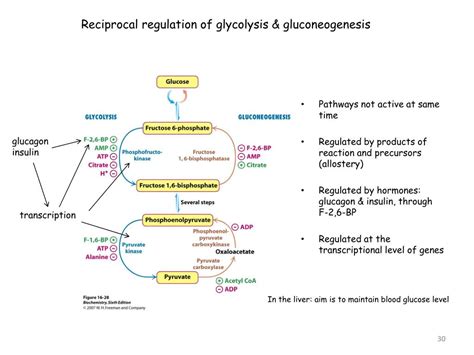 Ppt Glycolysis And Gluconeogenesis Powerpoint Presentation Free