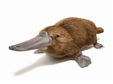 What Do Platypus Eat