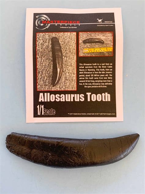 Allosaurus Tooth Ipmsusa Reviews