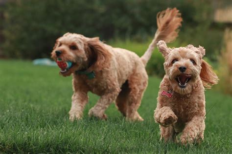 Is there a place for puppy play in puppy school | Brisbane Dog Trainer