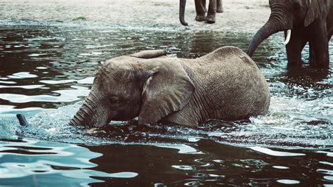 Free Images Water Trunk Wildlife Wild Zoo Mammal Fauna