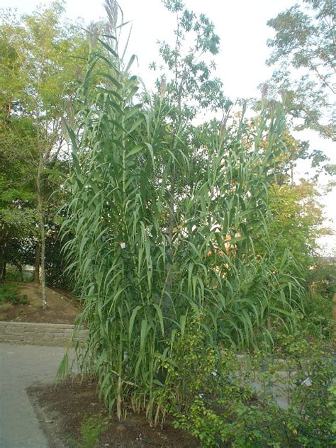 Arundo Donax Giant Reed Grass Picture Detail