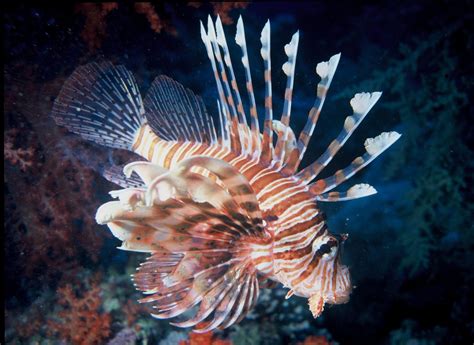 Free Images Underwater Tropical Fauna Lionfish Swimming Aquarium