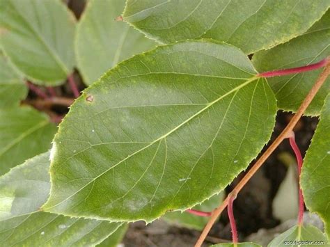 Actinidia arguta - Alchetron, The Free Social Encyclopedia