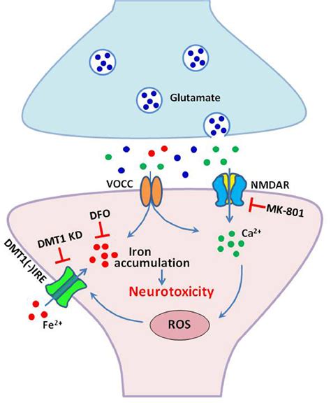 Nmda Receptor Modulates Spinal Iron Accumulation Via Activating Dmt