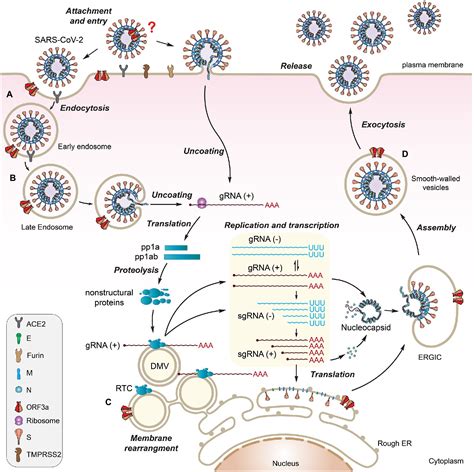 Frontiers Understanding The Role Of Sars Cov Orf A In Viral