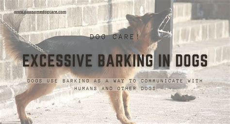 Reasons For Excessive Barking In Dogs - Ourboox