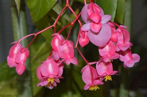 Angel Wing Begonia Begonia Coccinea House Plants Expert