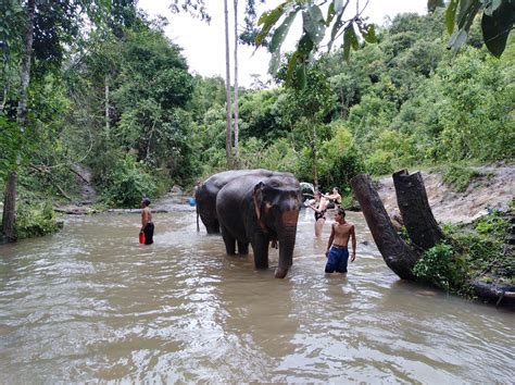 1 DAY CHIANG MAI ELEPHANT SANCTUARY TREKKING CHIANG MAI TOURS