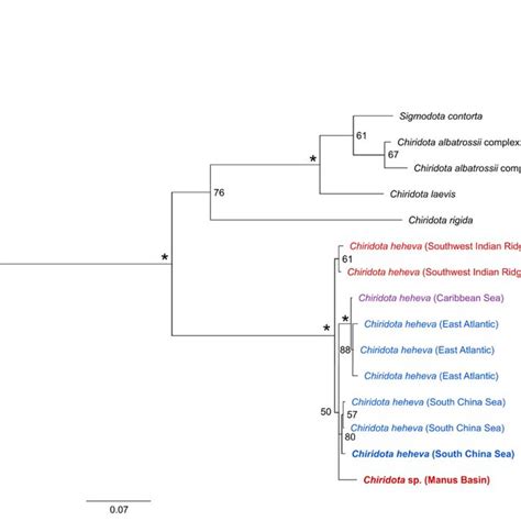 Phylogenetic Tree Obtained From Combined Bayesian Analysis Of The