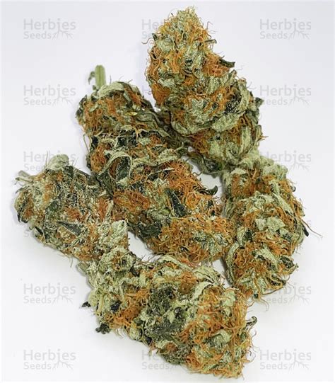 Tropicanna Poison F Fast Version Feminized Seeds For Sale Information