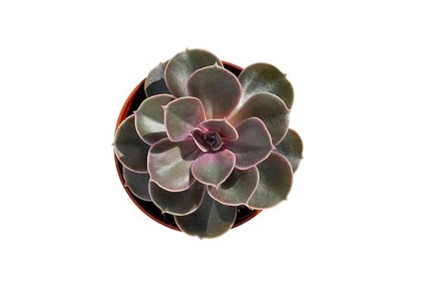 Echeveria Suculenta Aislado Sobre Fondo Blanco Foto Premium