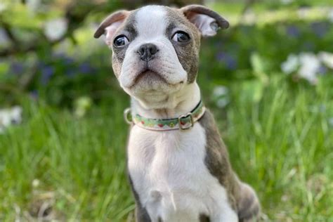 Blue Boston Terrier: An American Gentleman Ready To Charm You