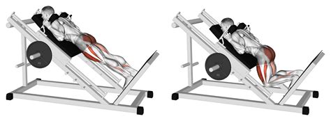 Reverse Hack Squat Machine Benefits Muscles Worked And More Inspire Us