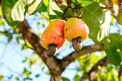 Cashew Tree Stock Photo By ©bannerwega 45306927