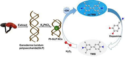 Molecules Free Full Text Peroxidase Like Platinum Clusters