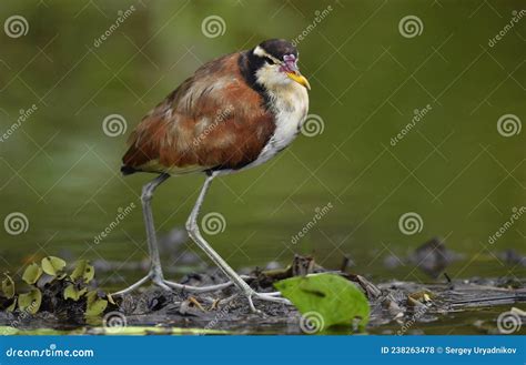 Wattled Jacana Jacana Jacana Walking On A Water Leaves Natural Green