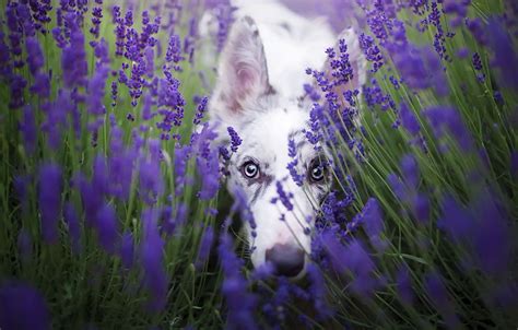 Wallpaper Look Each Dog Lavender Image For By Qaistm