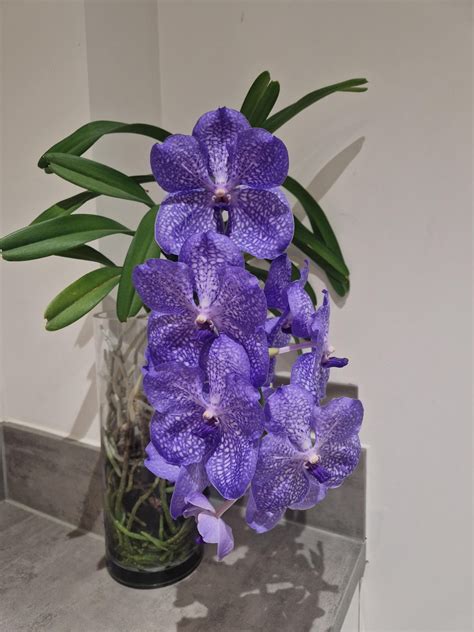 My Vanda Is Blooming Lovely Rorchids
