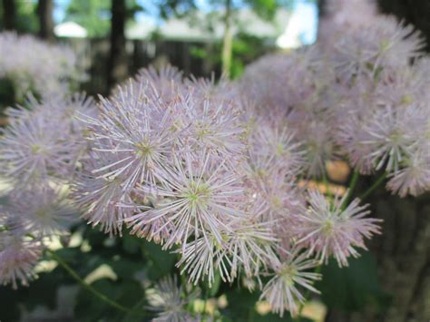 La Leche League of Wake County