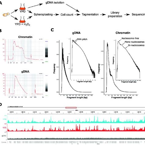 Quality Control Of Assay For Transposase Accessible Chromatin Using