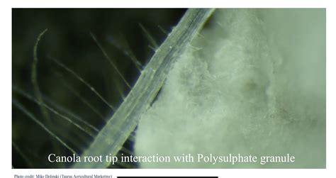 Polysulphate Premium Taurus