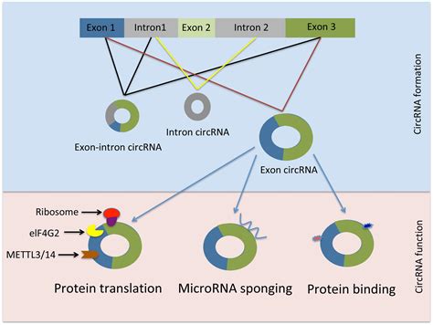 Frontiers Biogenesis And Function Of Circular Rnas In Health And In