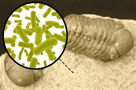 New technique pinpoints milestones in the evolution of bacteria | MIT News | Massachusetts ...