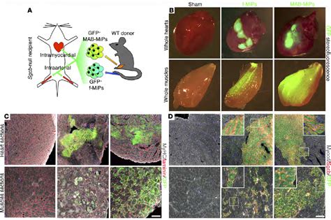 Figure 1 From Mesodermal Ipsc Derived Progenitor Cells Functionally
