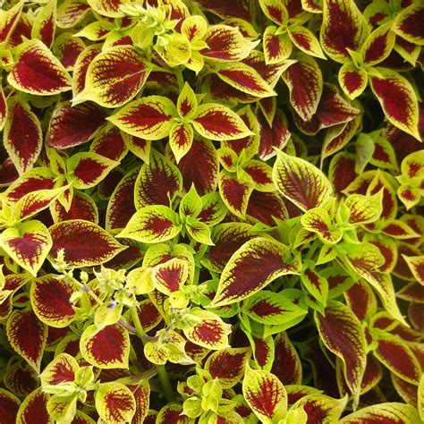 Premium Sun Coleus From Hoods Gardens