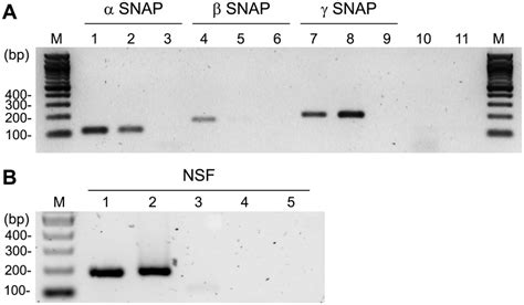 Gene Expression Of Snap Isoforms And Nsf In Mouse Oocytes A Detection