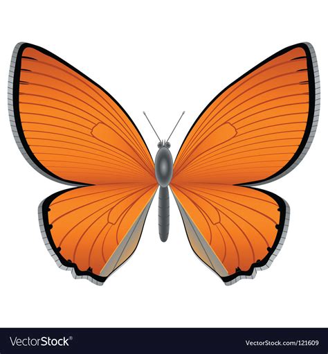 Orange butterfly Royalty Free Vector Image - VectorStock