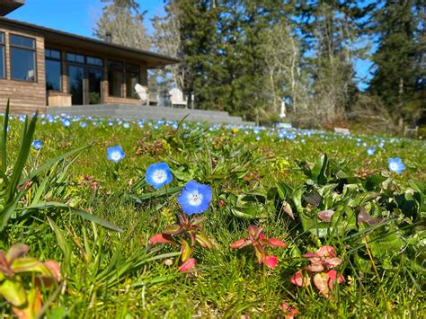 Baby Blue Eyes Seeds Nemophila Menziesii Large Pack — Northwest