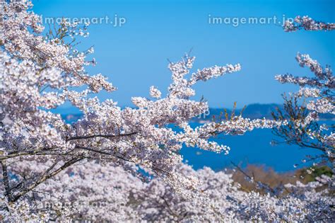 日本三景・松島 西行戻しの松公園 春 桜 松島湾（宮城県松島町）の写真素材 224265355 イメージマート