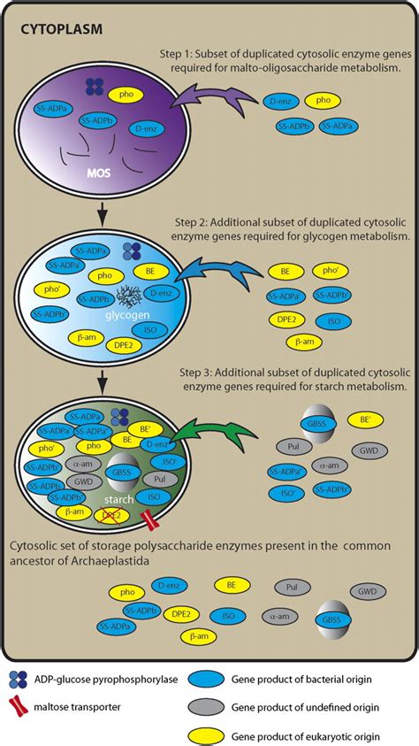 Rewiring Of Starch Metabolism In The Emerging Chloroplastida As