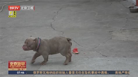 流窜京津冀偷盗家犬 通州警方破获系列驾车盗狗案北京时间