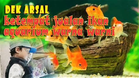 Ketempat Penjual Ikan Hias Warna Warni Youtube