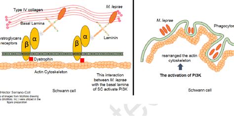 Neuropathogenesis Of Mycobacterium Leprae M Leprae