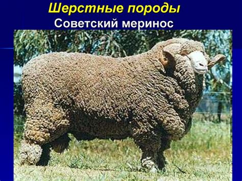 Овцеводство. Технология производства баранины и шерсти - презентация онлайн