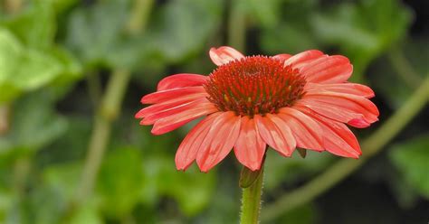 Zonnehoed Echinacea Purpurea Piet Koning Flickr