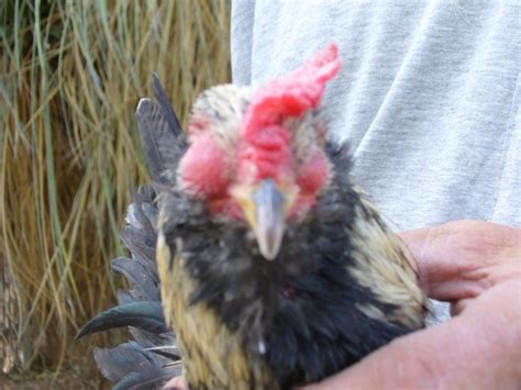 Ever Heard Of Eyeworms Backyard Chickens Learn How To Raise Chickens