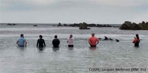 Echouage En Masse De Grands Dauphins Fr Hel Pelagis